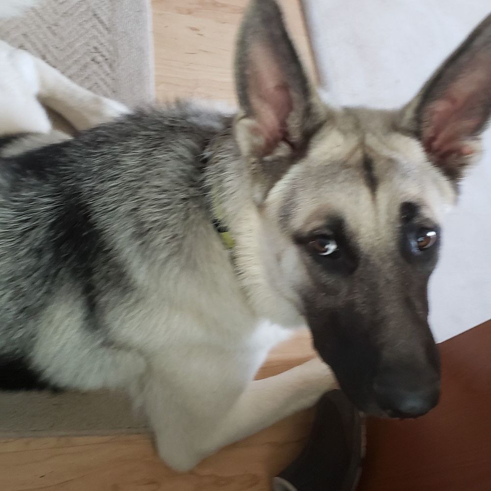 Meet your Posher, Sheila